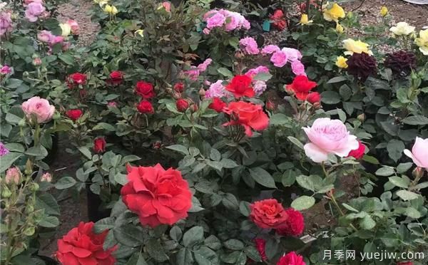 信陽(yáng)盆栽月季種養的話(huà)，具有哪些特點(diǎn)呢？(圖1)