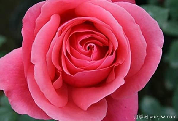 地栽的大花香水月季該怎樣養護呢？一起看看吧(圖1)