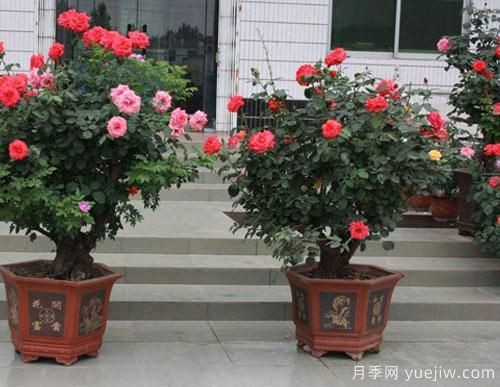 家里庭院中種植樹(shù)狀月季，注意光照問(wèn)題乃是重中之重(圖1)