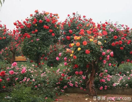 樹(shù)狀月季種植基地特意整理樹(shù)狀月季的栽培管理事項(圖1)