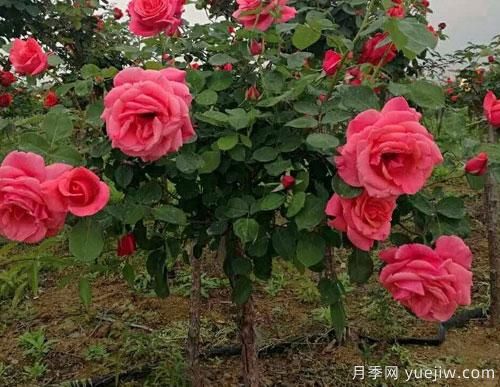 有的樹(shù)狀月季價(jià)格堪稱(chēng)天價(jià)，這些樹(shù)狀月季的價(jià)格到底受什么因素影響？(圖1)