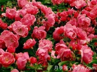 藤本月季你知道怎么養才更漂亮嗎？(圖1)