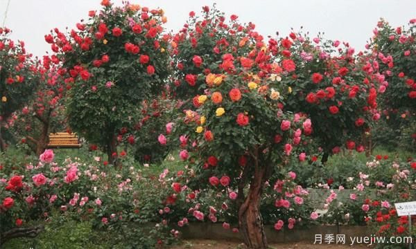 月季樹(shù)基地科普藍色風(fēng)暴的種植技巧(圖1)