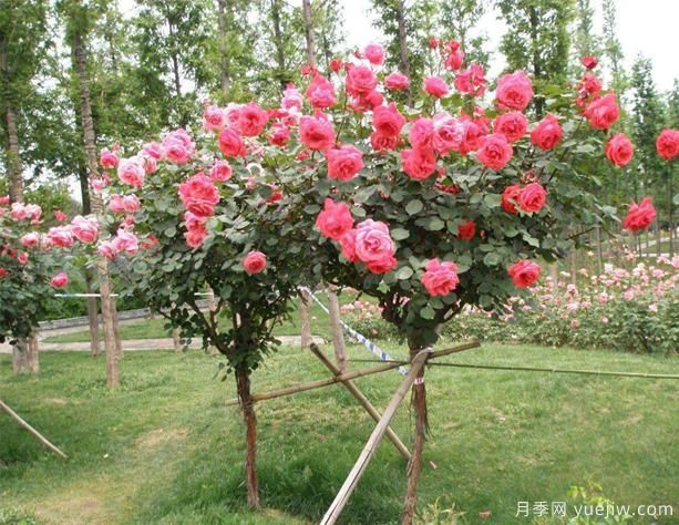 樹(shù)狀月季種植基地教你走出嫁接兩大誤區(圖1) 樹(shù)狀月季種植基地教你走出嫁接兩大誤區(圖1)