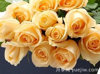 月季基地告訴你切花月季是什么意思呢？什么叫切花月季呢？(圖1)