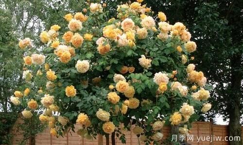 你知道藤本月季和月季有什么區別嗎(圖1)