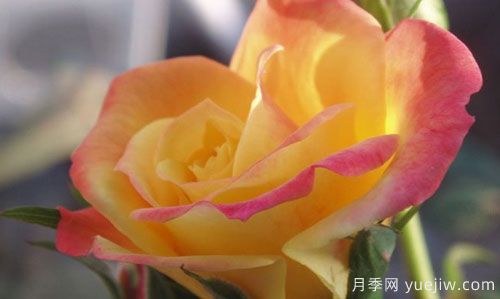 大花月季在施肥時(shí)，有需要注意些什么？(圖1)