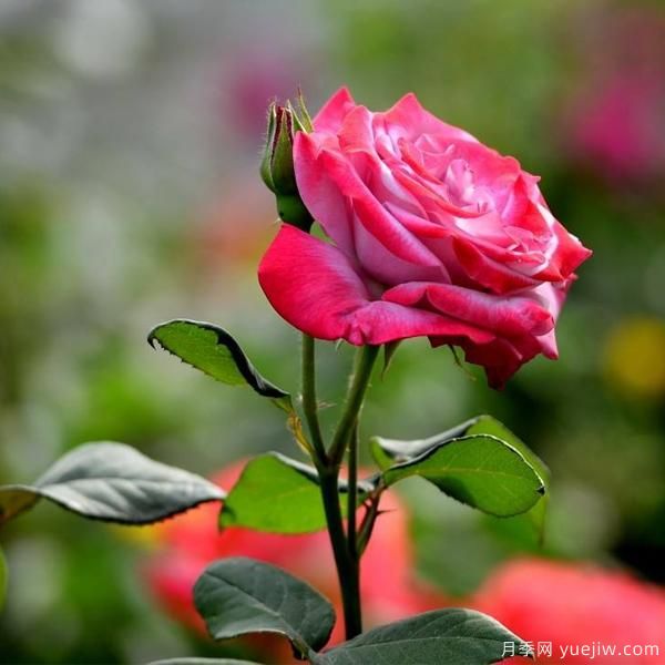 月季人稱(chēng)花中皇后，那么它開(kāi)花的關(guān)鍵是什么？(圖1)
