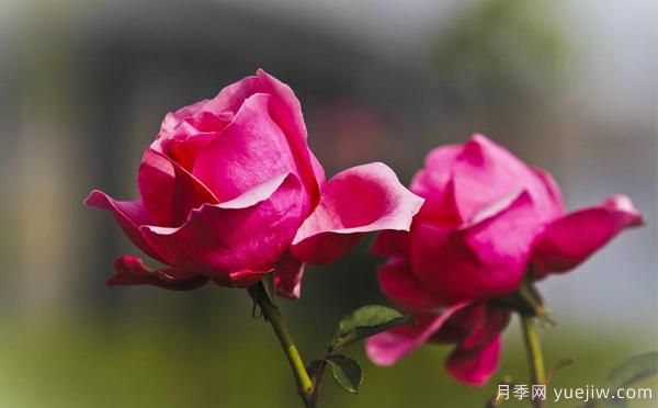 想讓自家樹(shù)狀月季好看，要學(xué)會(huì )嫁接這個(gè)妙招(圖1)