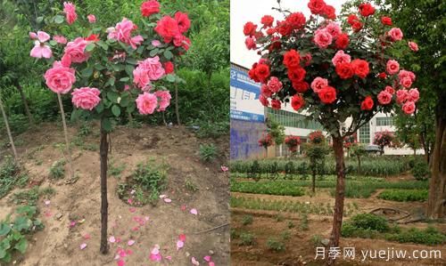 月季遇到病害包含的病況？如何解決呢(圖1)