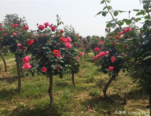 怎樣能夠讓你的樹(shù)狀月季開(kāi)花多呢？(圖1)