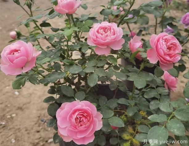 挑選盆栽月季花，有哪些小技巧呢？(圖1)