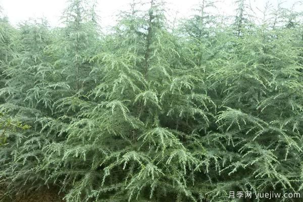 雪松樹(shù)苗多少錢(qián)一棵？雪松哪里價(jià)格便宜？(圖2)