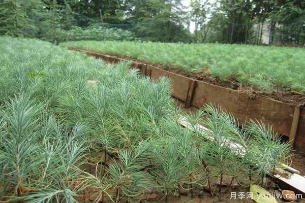 雪松樹(shù)苗多少錢(qián)一棵？雪松哪里價(jià)格便宜？(圖1)