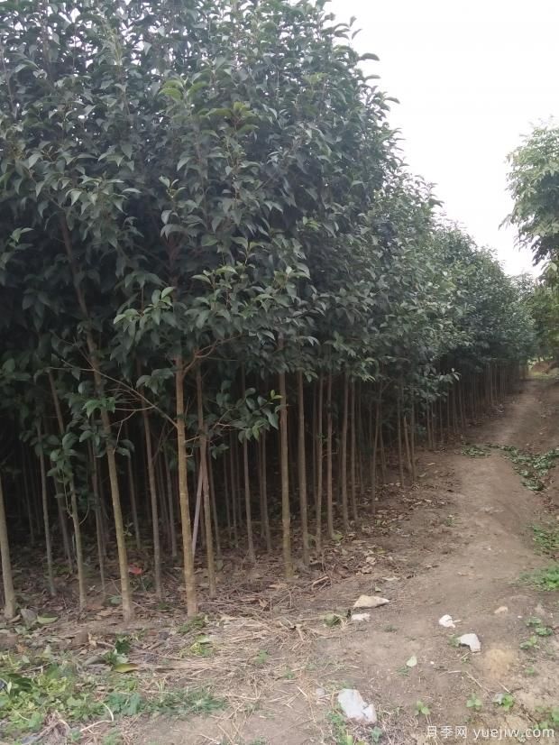 大葉女貞在種植過(guò)程中存在的缺點(diǎn)(圖1)