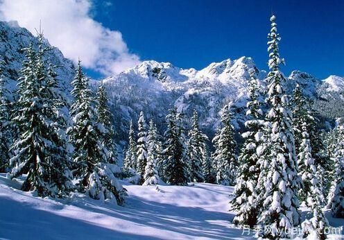 雪松的耐寒能力怎么樣？容易凍傷嗎？(圖1)