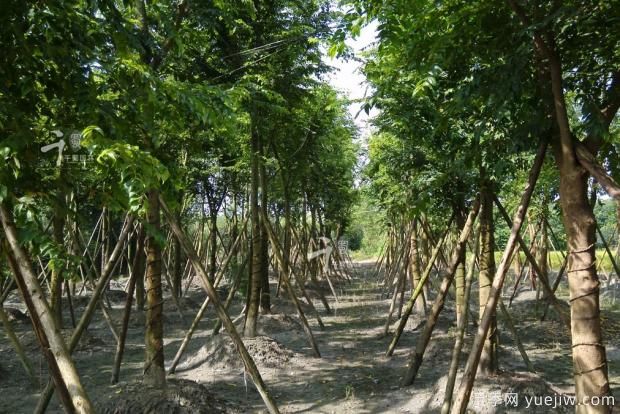 樸樹(shù)種植和養護的四大注意事項(圖1)