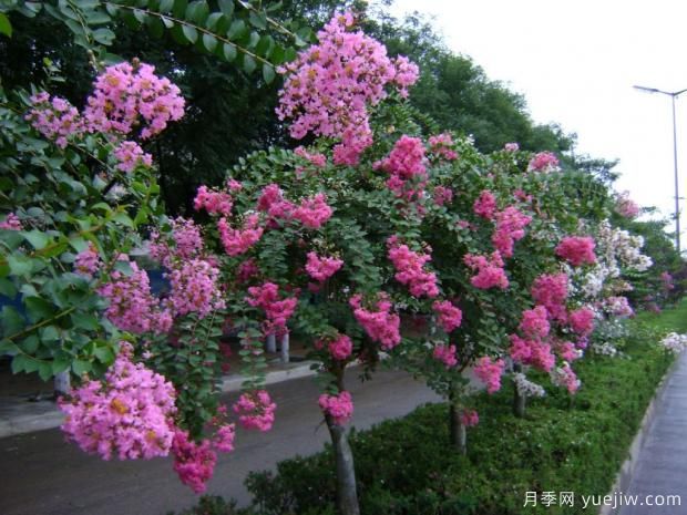 紫薇樹(shù)什么時(shí)候移栽比較好？***佳時(shí)間(圖1)
