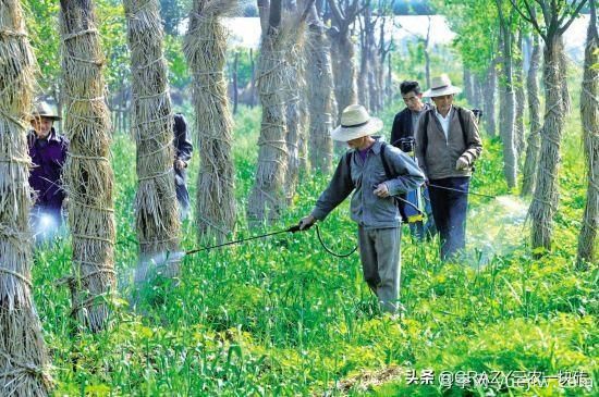 綠化養護春季的工作重點(diǎn)是什么？(圖2)