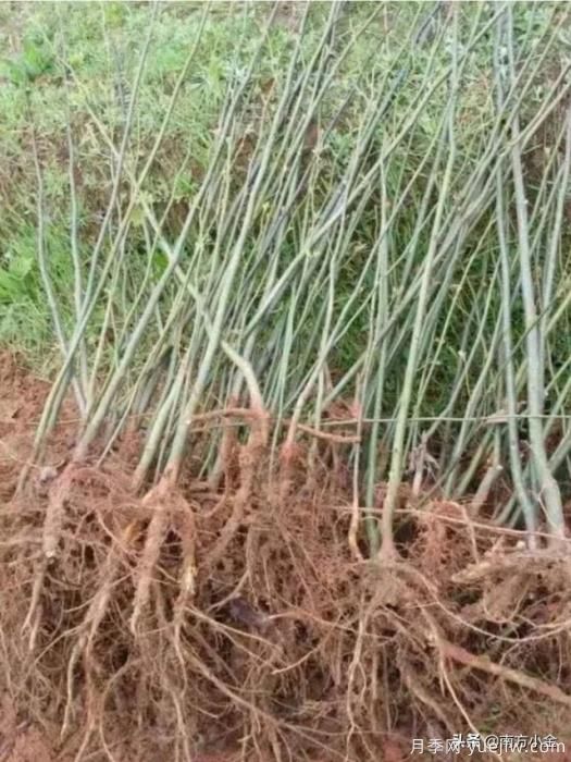 公園一般種植什么綠化樹(shù)木？(圖2)