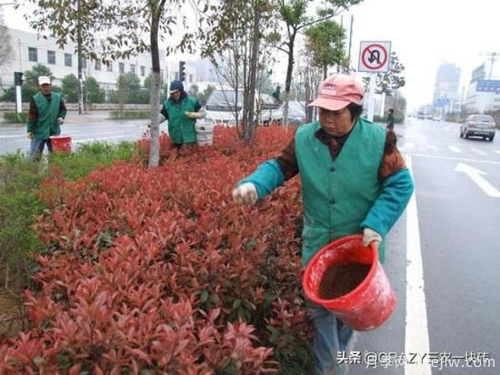 綠化養護春季的工作重點(diǎn)是什么？(圖3)