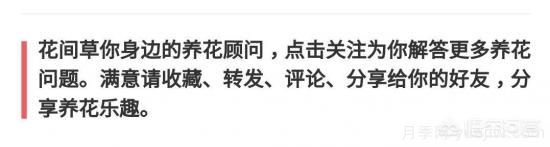 常見(jiàn)的花卉生長(cháng)調節劑都有哪些？它們都起什么作用？(圖5)