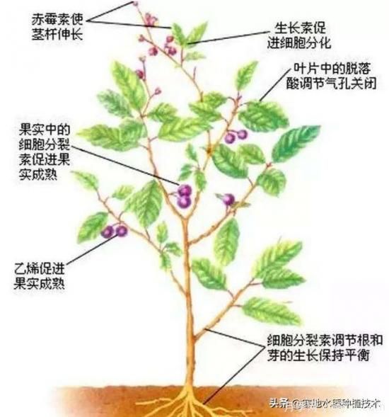 常見(jiàn)的花卉生長(cháng)調節劑都有哪些？它們都起什么作用？(圖7)