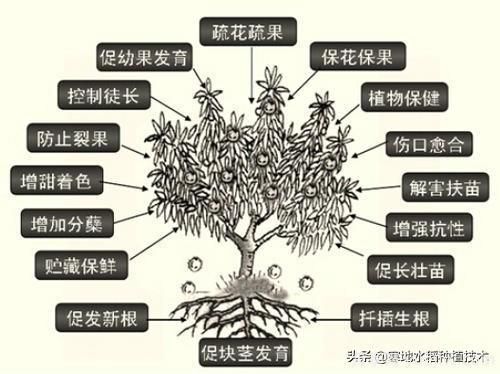 常見(jiàn)的花卉生長(cháng)調節劑都有哪些？它們都起什么作用？(圖6)
