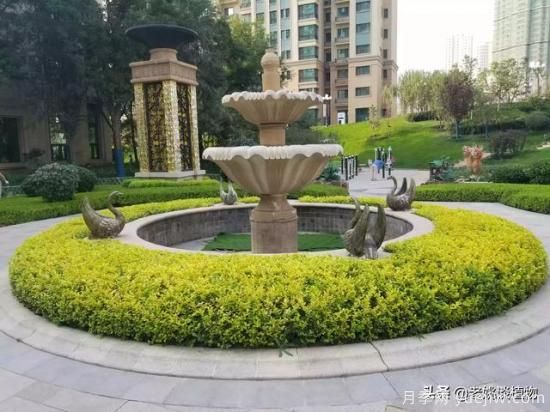 金葉女貞園林用途有哪些？(圖3)
