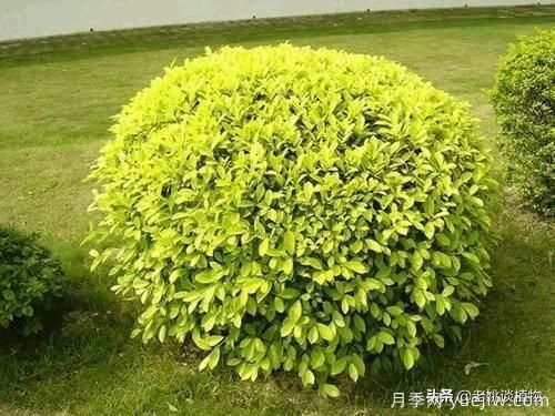 金葉女貞園林用途有哪些？(圖5)