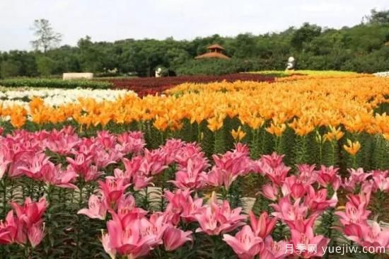 花卉播種應該注意哪些方面？(圖6)