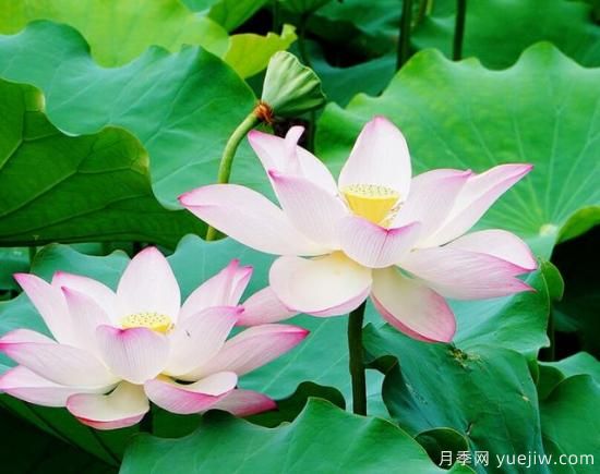 各種花卉對水的要求都是一樣的嗎？(圖3)