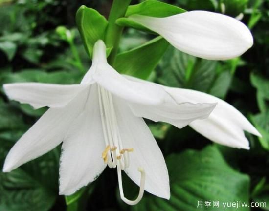 各種花卉對水的要求都是一樣的嗎？(圖4)