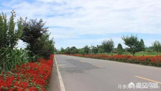 道路綠化苗木一般有哪些？(圖6)