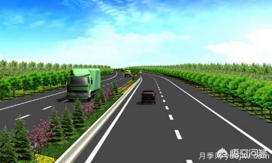 道路綠化苗木一般有哪些？(圖5)