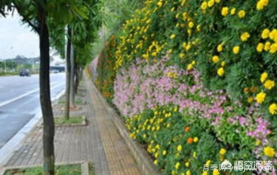 道路綠化苗木一般有哪些？(圖3)