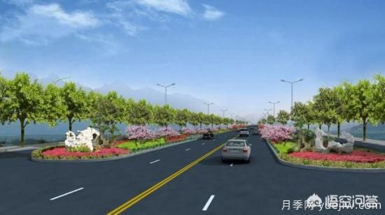 道路綠化苗木一般有哪些？(圖1)
