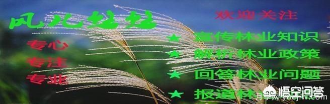 道路綠化苗木一般有哪些？(圖7)