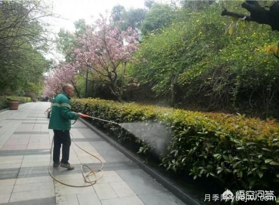 如何做園林的綠化養護工作？(圖1)