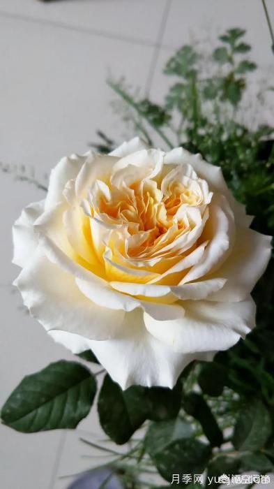 有哪些花友必備的月季花品種可以推薦下？(圖13)