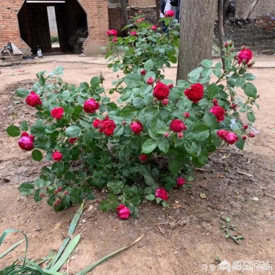 有哪些花友必備的月季花品種可以推薦下？(圖10)