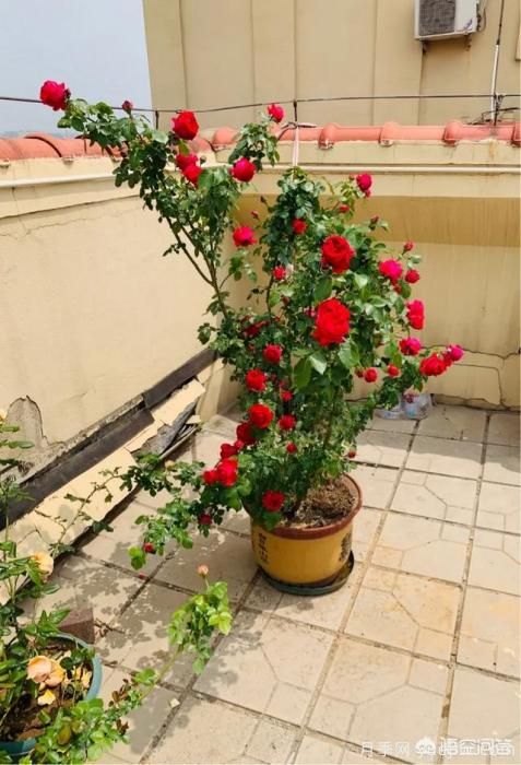 有哪些花友必備的月季花品種可以推薦下？(圖8)