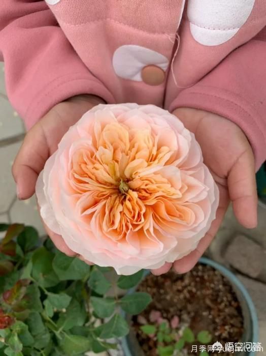 有哪些花友必備的月季花品種可以推薦下？(圖6)
