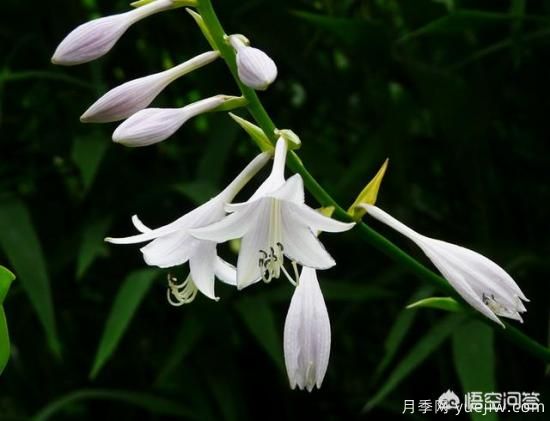 多年生的草本花卉品種的花有什么花？(圖3)