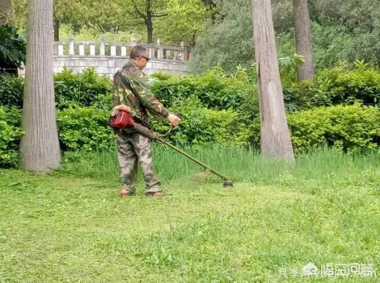 如何做園林的綠化養護工作？(圖2)