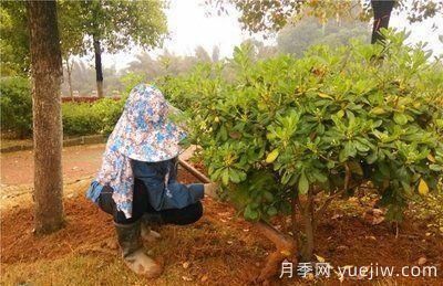 如何做園林的綠化養護工作？(圖5)