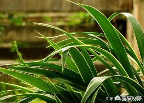多年生的草本花卉品種的花有什么花？(圖1)