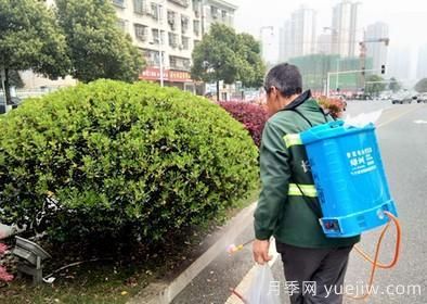 如何做園林的綠化養護工作？(圖7)