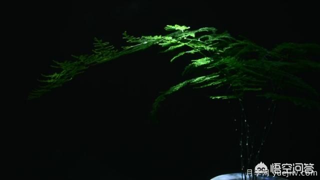 多年生的草本花卉品種的花有什么花？(圖2)