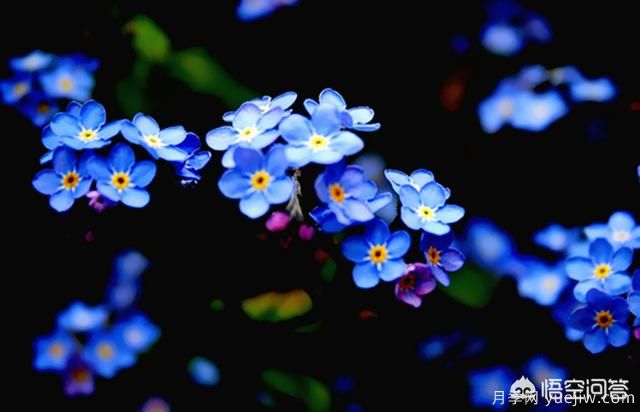 多年生的草本花卉品種的花有什么花？(圖4)